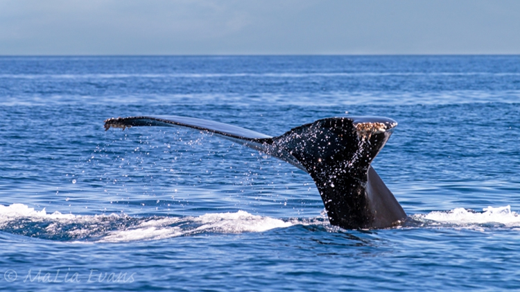 allaboutbaja.net Whale Watching in Baja