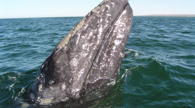 Gray Whale in Baja