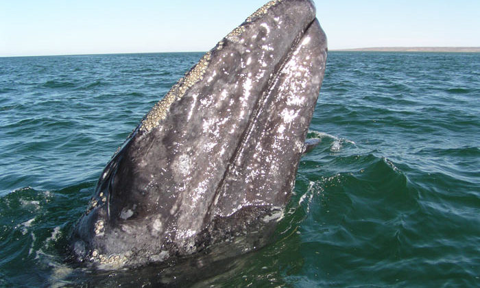 Gray Whale in Baja