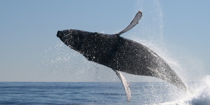 Interaction with Gray Whale in Baja