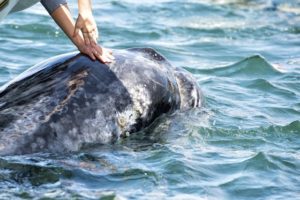 Whales Sea of Cortez