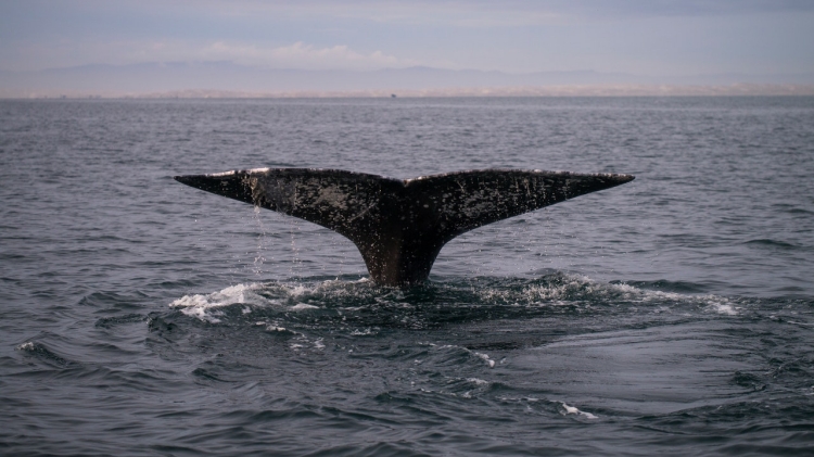 Sea of Cortez | allaboutbaja.net